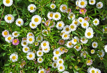  White And Pink Seaside Daisies In A Spring Garden. Also Known As Beach Aster Or Beach Daisy.
