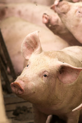 Wall Mural - Pigs at a factory