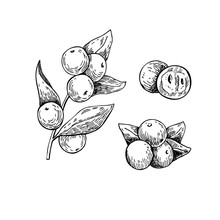 Camu Camu Vector Superfood Drawing. Isolated Hand Drawn  Illustr