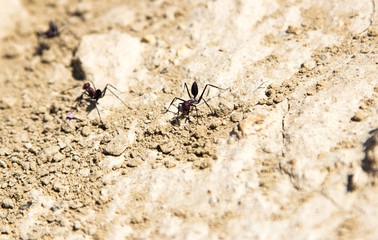 Wall Mural - Ants coming out of their hideout