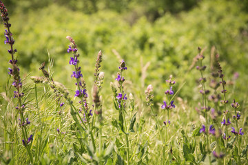 Canvas Print - Wildflowers on meadow