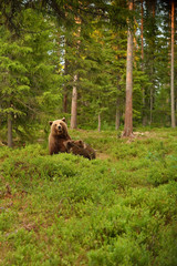 Wall Mural - brown bear suckling cubs in forest