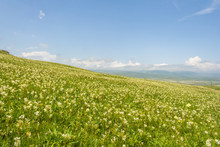 Blooming Meadows In The Hills On A Sunny Day