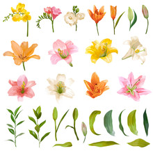 Vintage Lily And Rose Flowers Set - Watercolor Style - In Vector