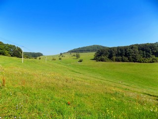 Wall Mural - Big green meadow and deciduous in background, blue sky during sunny day