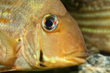 Wall Mural - Detail of head of fish from geus Geophagus