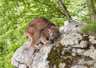 Wall Mural - Crouching Lynx
