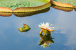 Victoria lotus or King lotus leaves grow in the pond