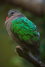 Common Emerald Dove (Chalcophaps Indica).