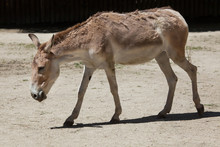 Persian Onager (Equus Hemionus Onager).