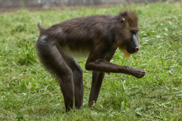 Poster - Mandrill (Mandrillus sphinx).