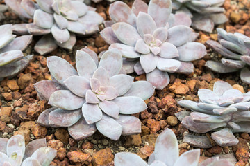 Wall Mural - succulent plant on the gravel