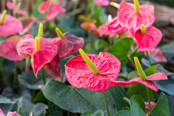Wall Mural - red flamingo flower in the garden