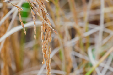 Rice in field rice.