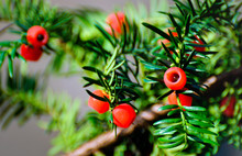Taxus Baccata With Ripe Red Cones From Close