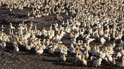 Poster - Colony of breeding Cape gannets (Morus capensis), Bird island, Lamberts Bay, South Africa 