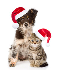 Poster - dog and Scottish kitten with red christmas hats looking at camera. isolated on white