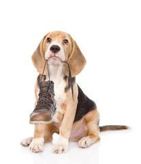 Sticker - Puppy holds shoes in his mouth. Isolated on white background