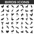 © egorvector - birds icons set