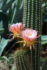 Canvas Print - cactus flower