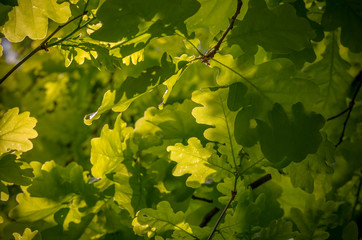 Oak leaves background