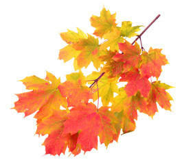 Wall Mural - maple leaf