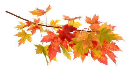 maple leaf