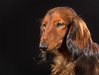 Canvas Print - Longhaired dachshund