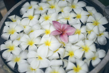 Close Up Of Pink Franjipani Plumeria Flower Floating Among White Flower On Water In Wooden Basin At Thai Spa,selective Focus,filtered Image