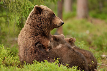 Wall Mural - brown bear suckling cubs in forest. bear breastfeeding cubs.
