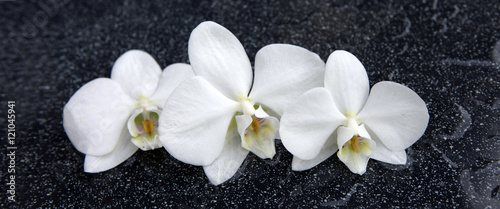 Fototapeta na wymiar Three white orchid flowers .