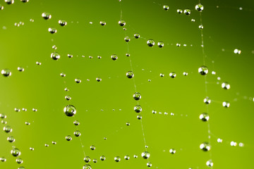 water droplets on a spider web in nature