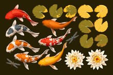 Set Of Koi Fish And Lotus