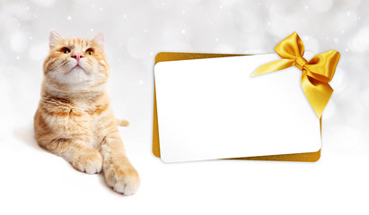 Wall Mural - ginger cat and gift card with golden ribbon bow Isolated on white