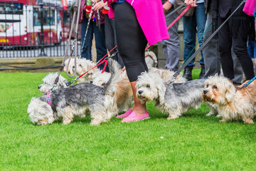 owner meeting of the Dandie Dinmont Terrier