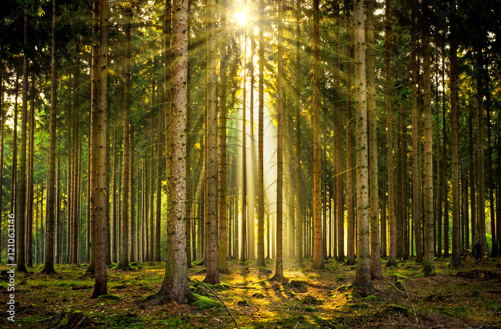 Sonnenstrahlen in lichtdurchflutetem Wald im Nebel bei Sonnenaufgang - obrazy, fototapety, plakaty 