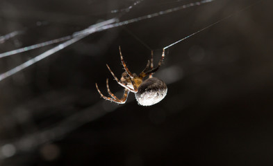 Wall Mural - spider on a web. macro