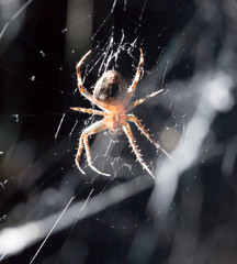 Wall Mural - spider on a web. macro