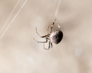 Wall Mural - spider on a web. macro