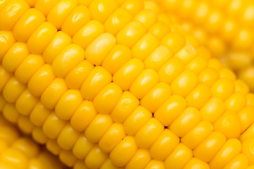 Canvas Print - yellow corn as a background. macro