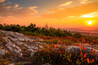 canvas print picture - Blueberry bushes turn a beautiful vivid red in early autumn as the sun sets at the top of High Point State Park, New Jersey