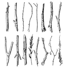 set of detailed and precise ink drawing of wood twigs, forest collection, natural tree branches, sti