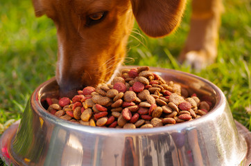 Closeup mixed breed dog eating from metal bowl with fresh crunchy food sitting on green grass, animal nutrition concept