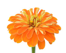 Orange Zinnia Flower Head Isolated On White Background