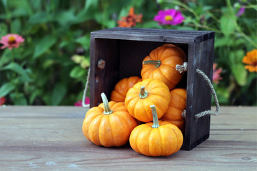 Wall Mural - pumpkin