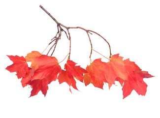Wall Mural - a maple leaf branch