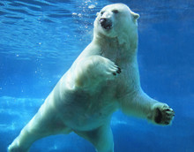 Polar Bear Swimming Underwater