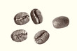 Close up Sketch painting coffee beans on a white background Black and white