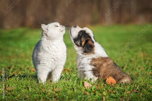 Saint Bernard Puppy With A British Shorthair Cat Buy This Stock