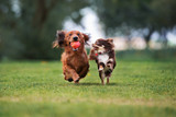 two adorable small dogs playing outdoors together